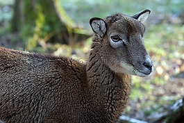 摩羯座,野生,動物