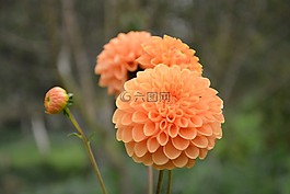 花,波姆波姆,顏色橙色