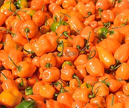 辣椒,蔬菜,农业