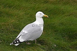 自然,鳥(niǎo),野生動(dòng)物