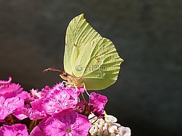蝴蝶,檸檬,宏