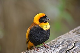 動(dòng)物世界,鳥,動(dòng)物