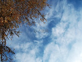 天空,景觀,植物
