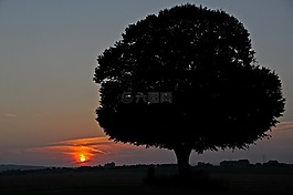 日落,太陽,樹