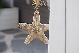 海星,海滩,海