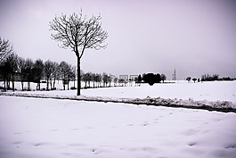 雪,樹,景觀