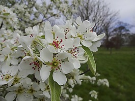 蘋果花,鮮花,樹開花