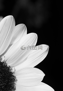 花,黑色和白色,外形