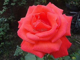 紅色,玫瑰綻放,花園