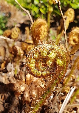 蕨類(lèi)植物,春,地球