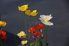 花,色彩,街拍