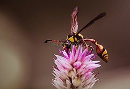 黃蜂,昆蟲(chóng),鮮花