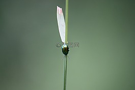 鮮花,春天,宏