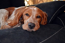 狗,獵犬,小狗