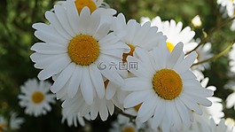 花,瑪格麗特,春天