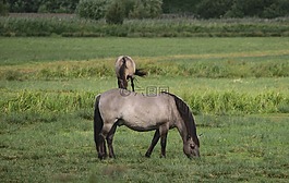 konik,野馬,馬放牧