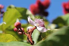 鲜花,布卢姆,性质