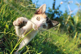 貓,小貓,動物