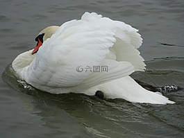 疣鼻天鵝,天鵝,天鵝游泳