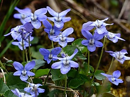 紫羅蘭色,開花,藍(lán)色
