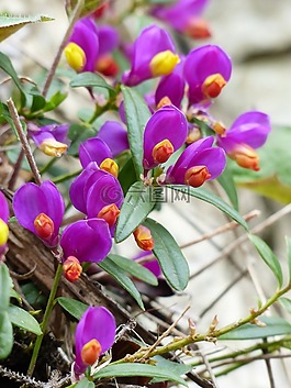 远志 chamaebuxus,开花,紫
