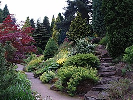 花園,樹,自然