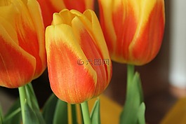 郁金香,鮮花,世界地球日