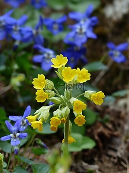 黃花九輪草,veris,鮮花