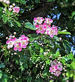 苹果花,布什,zieraepfel