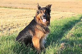 狗,sch?fer的狗,德國牧羊犬