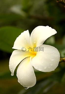 花,詳細(xì)信息,雞蛋花