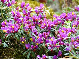 远志 chamaebuxus,开花,紫