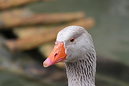 動物,鵝,國內(nèi)鵝