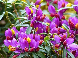 远志 chamaebuxus,开花,紫
