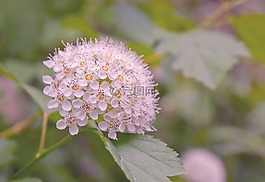 鮮花,白色的花,夏季