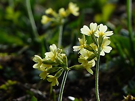 黃花九輪草,鮮花,明亮的黃色