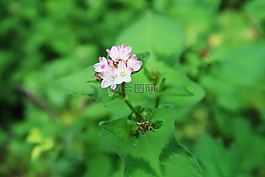 植物,綠色,鮮花