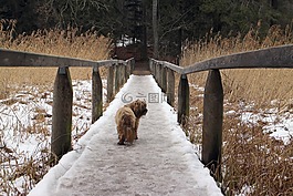 性質(zhì),動物,狗