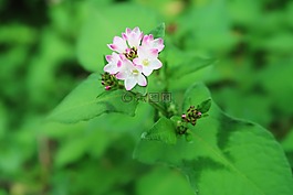 植物,綠色,鮮花