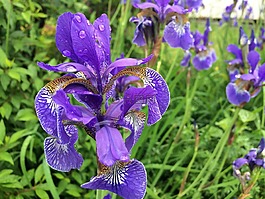 花,鳶尾花,自然