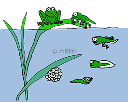青蛙,蝌蚪,扎布卡