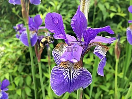 花,鳶尾花,自然