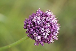 開花,花,野花