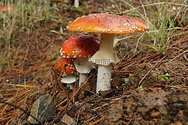 菌類,森林,蘑菇
