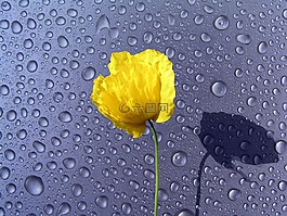 水珠,花,背景