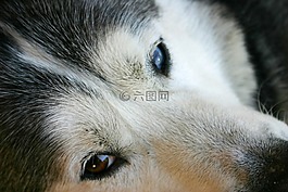 赫斯基,狗,面對