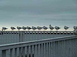 海鷗,鳥類,海