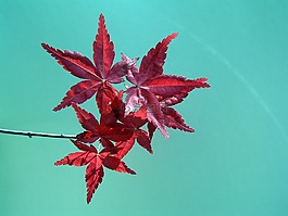葉子,天空,成熟