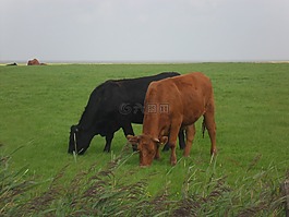 北海,奶牛,牧场