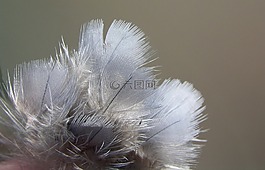 羽毛,鳥,自然